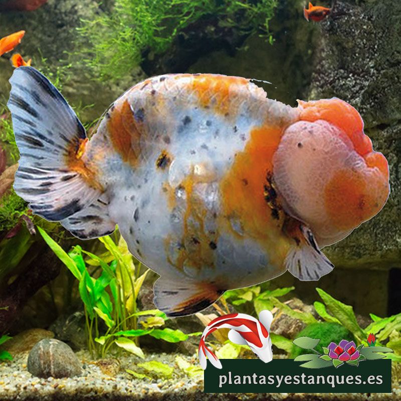 Ranchu Calicó | Elegancia y belleza en esta raza de peces.