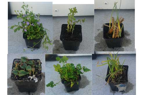 Sustratos para plantas de estanque 1 Sustratos para plantas de estanque