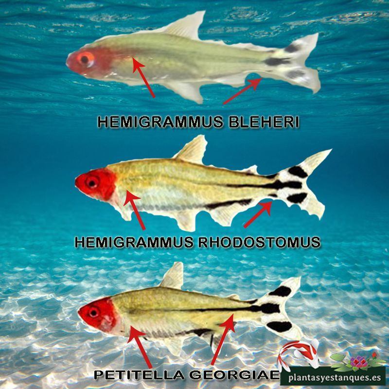Hemigrammus Bleheri 2 Diferencias hemigrammus