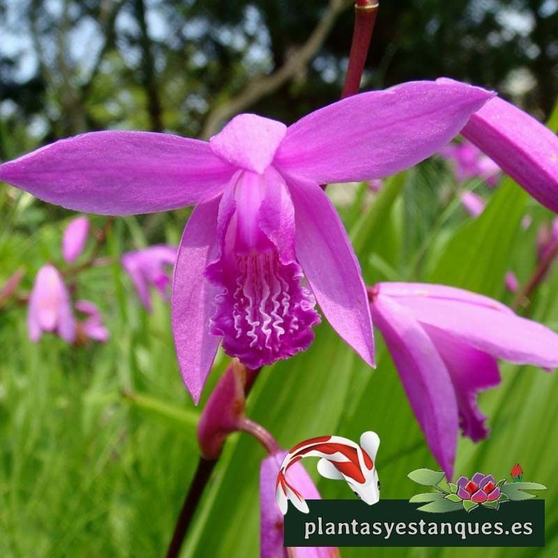 Bletilla Striata Hyacinthina 1 Bletilla Striata Hyacinthina