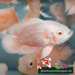 Oscar rojo albino