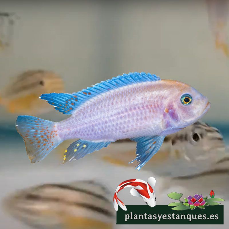 Mbuna zebra Azul Cobalto 1 Mbuna zebra Azul Cobalto