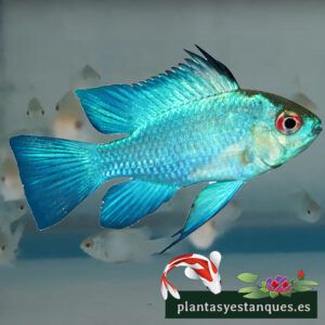 Ramirezi azul eléctrico