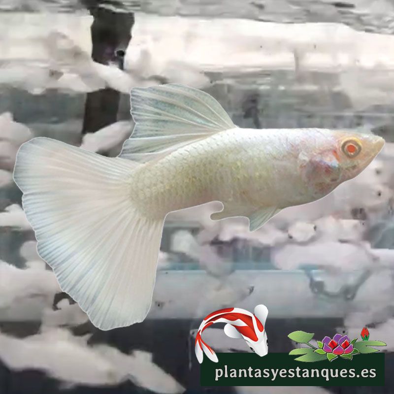 Guppy blanco 1 Guppy blanco